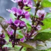 African Blue Basil Plants Live, 3 Live Plants, Basil Live Plant, Size Plant 4 to 6 Inches Tall