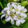 Orange Jasmine Plant Live, 3 Gallon Pot, Jasmine Flower Plant Pot Live for Your Flower Garden
