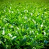 Tea Plant Camellia Sinensis Plants Live, Set 2 Plants, Live Tea Plant Tree