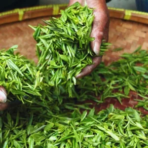 Tea Plant Camellia Sinensis Plants Live, Set 2 Plants, Live Tea Plant Tree