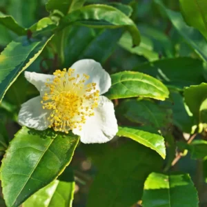 Tea Plant Camellia Sinensis Plants Live, Set 2 Plants, Live Tea Plant Tree