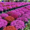Chrysanthemum Plants Live Tree Well Rooted, 4 To 6 Inches Tall, Mums Plants Live, 2 Plants For The Patio And Garden (Purple)