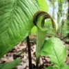 10 Jack in the Pulpit Plants Bare Roots – Live Perennials for Wildflower Shade Gardens and Outdoor Planting