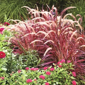 3 Red Fountain Grass Plants Bare Roots – Fast-Growing Perennial Ornamental Grass for Fall Landscaping