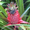 3 Red Pineapple Plants Bare Roots – Sweet Tropical Fruit Trees for Outdoor Planting and Garden Growth