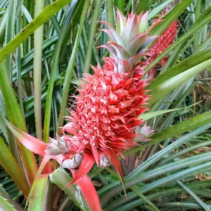 3 Red Pineapple Plants Bare Roots – Sweet Tropical Fruit Trees for Outdoor Planting and Garden Growth
