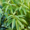 Live Lemon Verbena Herb Plant – Aromatic Perennial in 4-Inch Pot for Kitchen, Landscaping, or Garden Spaces