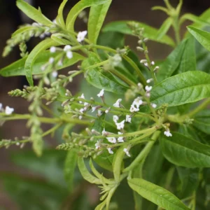 Live Lemon Verbena Herb Plant – Aromatic Perennial in 4-Inch Pot for Kitchen, Landscaping, or Garden Spaces