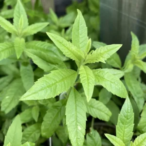 Fragrant Lemon Verbena Plant Live – Hardy Perennial Herb in 4-Inch Pot, Perfect for Garden Enthusiasts