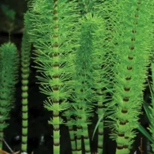 5 Live Horsetail Grass Perennials – 4-Inch Potted Plants for Stunning Aquatic Gardens and Natural Landscapes