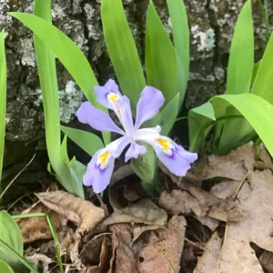 3 Dwarf Iris Bulbs Bare Roots, Blue Iris Flowers Roots, Iris Plants Bare Roots