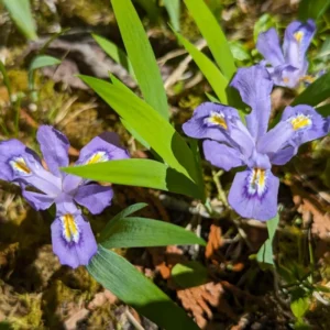 3 Dwarf Iris Bulbs Bare Roots, Blue Iris Flowers Roots, Iris Plants Bare Roots