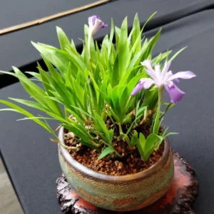 15 Dwarf Iris Bulbs For Spring To Fall Planting, Flower Bulbs Dwarf Iris Blue, Bulk Dwarf Iris Bare Roots