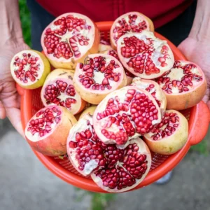 1 Pomegranate Plants Live, Pomegranate Bush, 5 to 6 Inch Tall, Well Rooted, Red Pomegranate Tree, Wonderful Pomegranate Tree