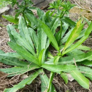 Pack 5 Culantro Plant Live, Recao Cilantro, Culantro Plant Live Not Seeds, 3.5 Inch Pot