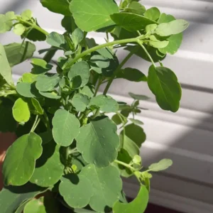 Alternative view of Papalo Herb Seeds, Mexican Herb Seeds – 100 Seeds