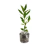 Bay Leaf Plant for Planting, Bay Laurel Laurus Nobilis, Bay Leaves Plant Live, Sweet Bay Tree Live Plant 4" to 7" Tall