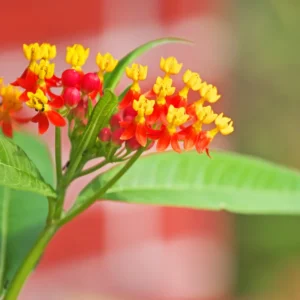 Milkweed Plant, Tropical Milkweed Plants, Red Milkweed Live Plants, Bloodflower Milkweed Plant for Planting Garden Indoors Outdoors