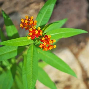 Milkweed Plant, Tropical Milkweed Plants, Red Milkweed Live Plants, Bloodflower Milkweed Plant for Planting Garden Indoors Outdoors
