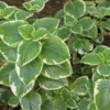 Cuban Oregano Plant Live, Variegated Cuban Oregano Herb Plant for Planting