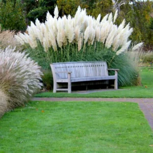 Pampas Grass Plant Live, White Pampas Grass Plants for Planting 4