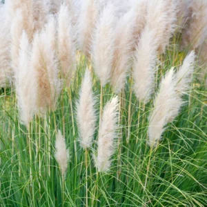 Pampas Grass Plant Live, White Pampas Grass Plants for Planting 4
