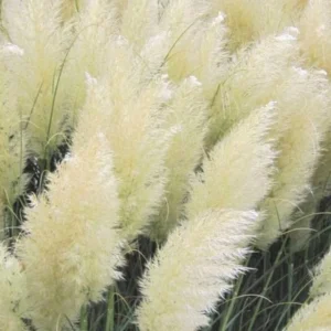 Pampas Grass Plant Live, White Pampas Grass Plants for Planting 4