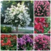 2-Pack Assorted Crape Myrtle Trees – Hardy Crepe Myrtle Plants - Size 18-24 Inch Ornamental Plants in Quart Pot, Beautiful Myrtle Flower Bushes