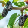 Sweet Dwarf Mulberry Tree Live – Mulberry Plants Live for Planting, Compact 6-10 Inch Fruit Seedlings, Potted in 3.5-Inch Container