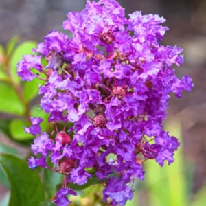2 Crepe Myrtle Trees, Ornamental Flowering Crape Myrtle Plants Live, 18-24 Inches Tall in Quart Pot, Fragrant Myrtle Shrub for Yards