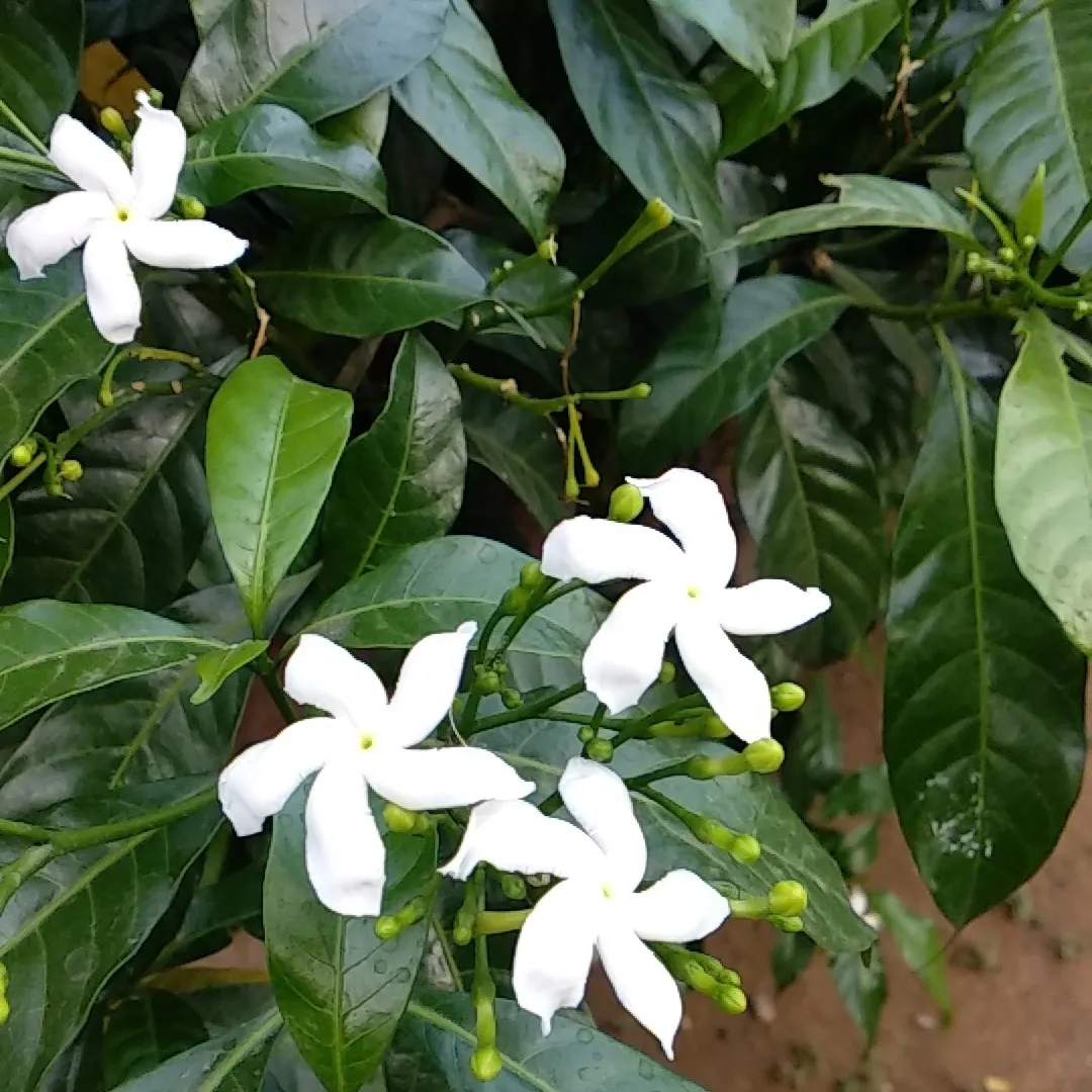 jasmine flowers, pinwheel flower