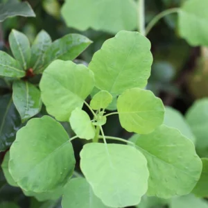 how to grow papalo herb