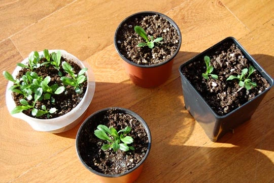 culantro in containers