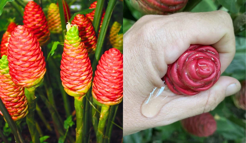 Harvesting and Storing Shampoo Ginger