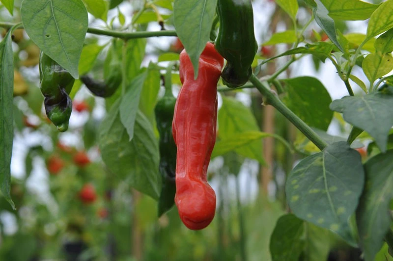 peter pepper plants ready to harvest