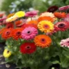 Gerbera Daisy Plants Live, Gerbera Daisies Plants, Large Gerbera Daisies Flowering Plants 5 To 6 Inches Height Bareroot, Indoor Outdoor Flower Plant