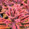 Kalanchoe Pink Butterfly Live Succulent Plant, Rare Variegated Kalanchoe Succulent for Home Decor, In 2 Inc Pot