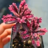 Kalanchoe Pink Butterfly, Variegated Succulent Plant Live, Kalanchoe Plant Live Rare Succulent, 2 Inc Pot
