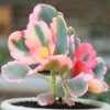 Pink Kalanchoe Plant Live Succulent, Rare Stained Glass Variegated Kalanchoe Houseplant, Succulent Live Plant, In 2" Pot