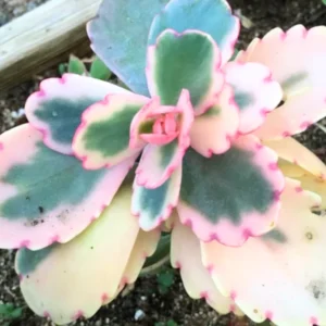 Pink Kalanchoe Plant Live Succulent, Rare Stained Glass Variegated Kalanchoe Houseplant, Succulent Live Plant, In 2
