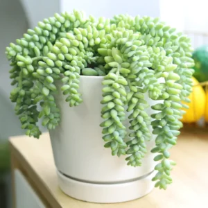 Donkey Tail Sedum Plant, Trailing Succulent Plant Live for Hanging Baskets, Pots, and Home Gardens, In 2 Inc Pot