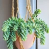 Trailing Donkey Tail Sedum, Live Succulent Plant for Indoor Outdoor Decoration, Ideal for Pots and Planters, In 2 Inc Pot