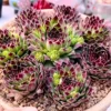 Live Hens and Chicks Succulent Plant, 4 Inch Pot, Hardy Succulent Plant, Ideal for Home Gardens, Pots, and Planters