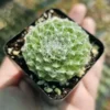 Succulent Plant Live Hens and Chicks Plant in 2 Inch Pot, Low Maintenance, Great for Indoor Outdoor Decor
