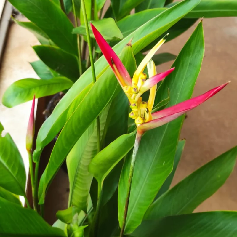 2 Tropical Orange Heliconia Rhizomes, Live Heliconia Roots, Multicolor Heliconia Plant for Exotic Gardens And Outdoor Decor