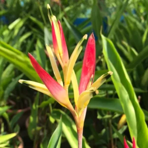 2 Tropical Orange Heliconia Rhizomes, Live Heliconia Roots, Multicolor Heliconia Plant for Exotic Gardens And Outdoor Decor
