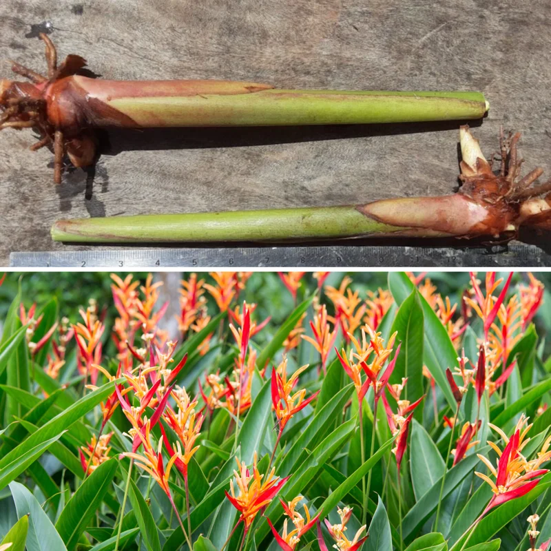2 Tropical Orange Heliconia Rhizomes, Live Heliconia Roots, Multicolor Heliconia Plant for Exotic Gardens And Outdoor Decor