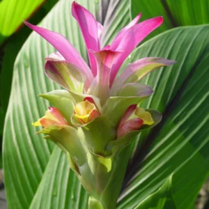 2 Fresh Blue Turmeric Rhizomes, Turmeric Live Plants, Rare Turmeric Roots for Gardening and Easy Growing, Turmeric Tubers