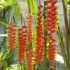 4 Heliconia Rostrata Live Plants, Hanging Lobster Claw Heliconia Rhizomes, Tropical Bird of Paradise Well Rooted Plants, 6-12 Inc