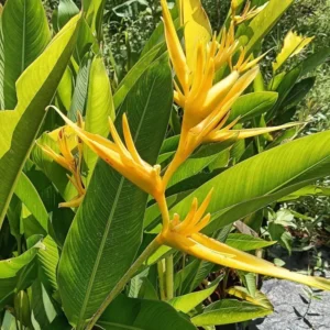 2 Tropical Yellow Heliconia Rhizomes, Live Heliconia Roots, 6-10 Inc Tall, Bird Of Paradise Heliconia Plant for Exotic Gardens